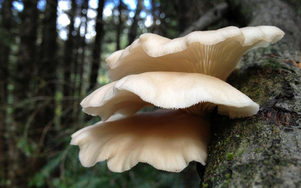 “菇中极品”之秀珍菇