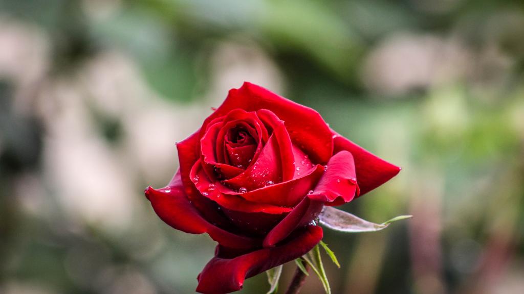 芬芳娇艳的红玫瑰