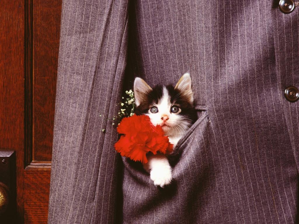 圣诞夜猫咪写真