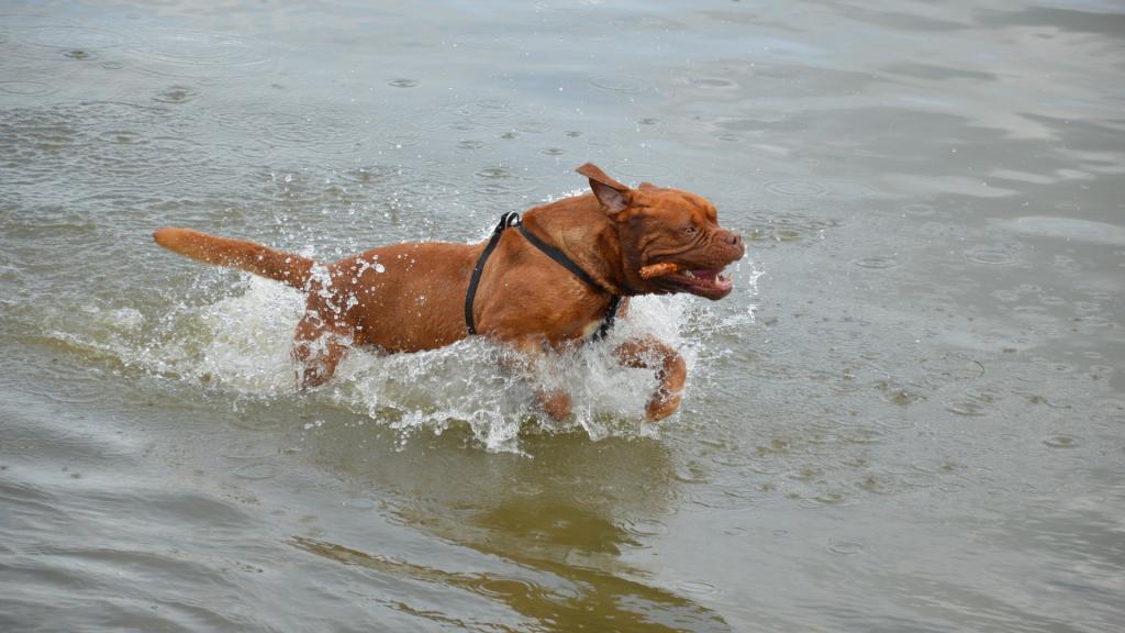 训练乖巧的波尔多犬图片