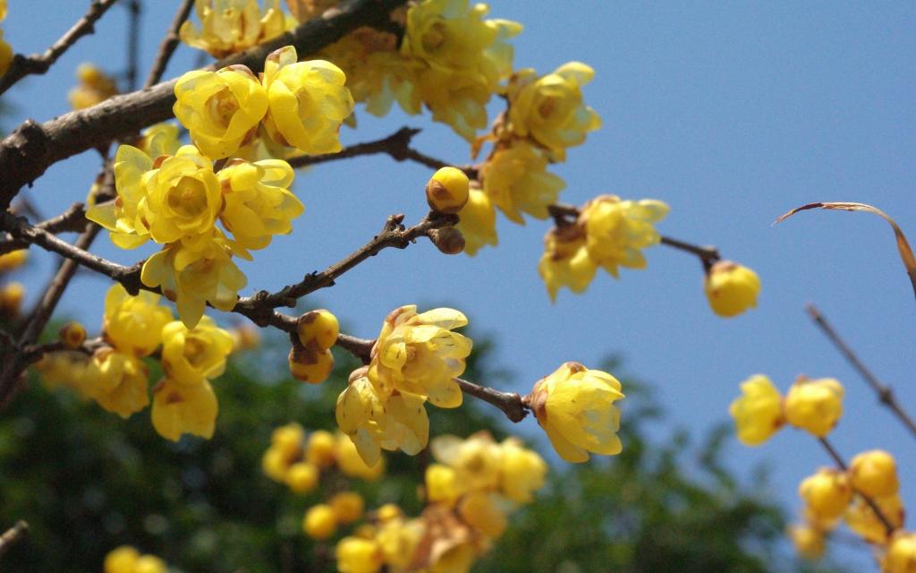 腊梅在冬天盛开