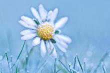 养眼清新冰冻植物唯美写真