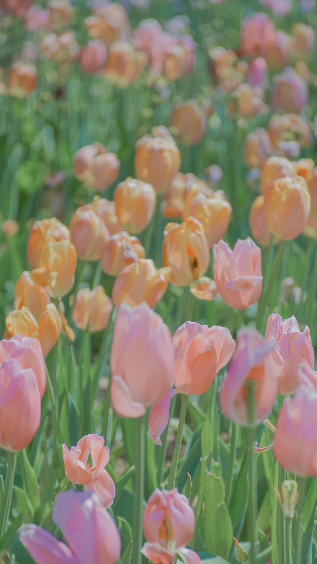 亭亭玉立的郁金香