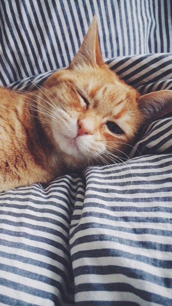 慵懒喵星人午后可爱写真