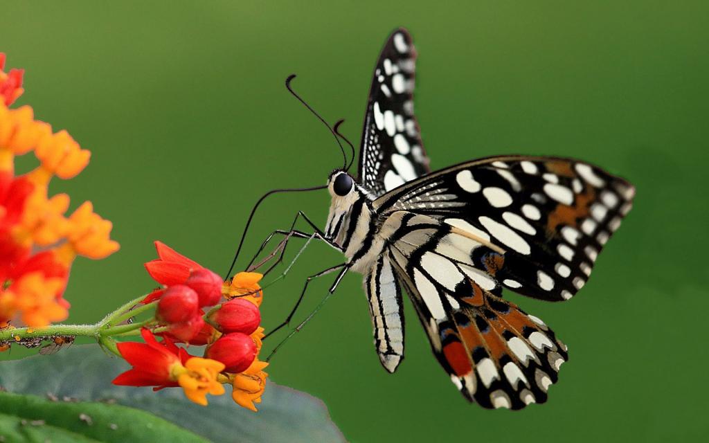 彩色蝴蝶微距摄影