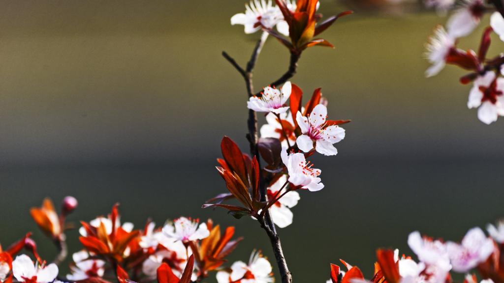 紫叶李(红叶李)