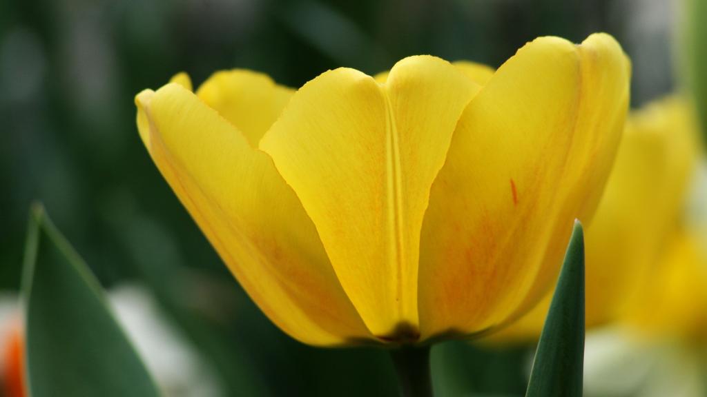 黄色优雅郁金香