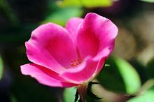 植物园花卉图片