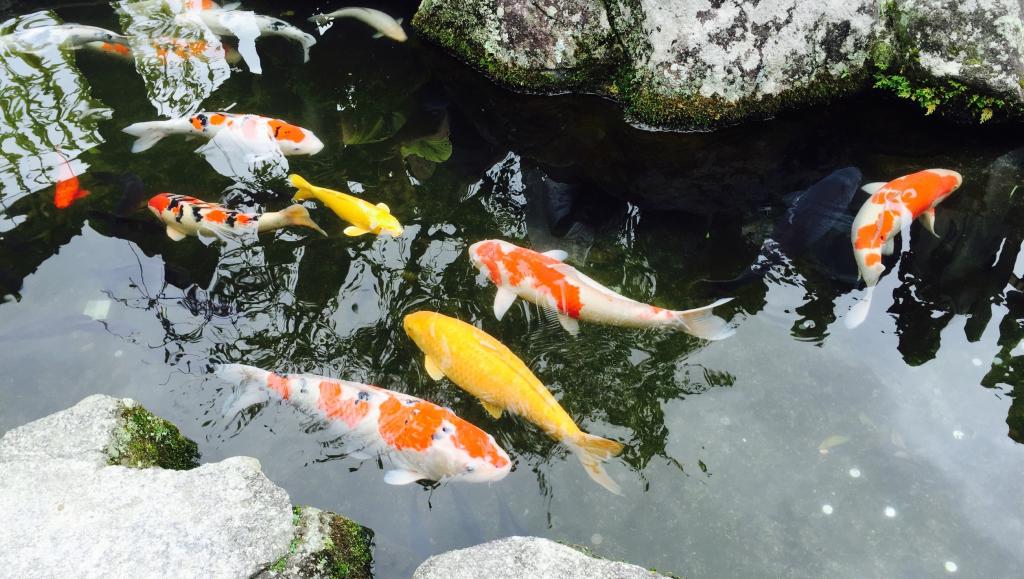 观赏鱼锦鲤图片,高清图片,电脑桌面-壁纸族