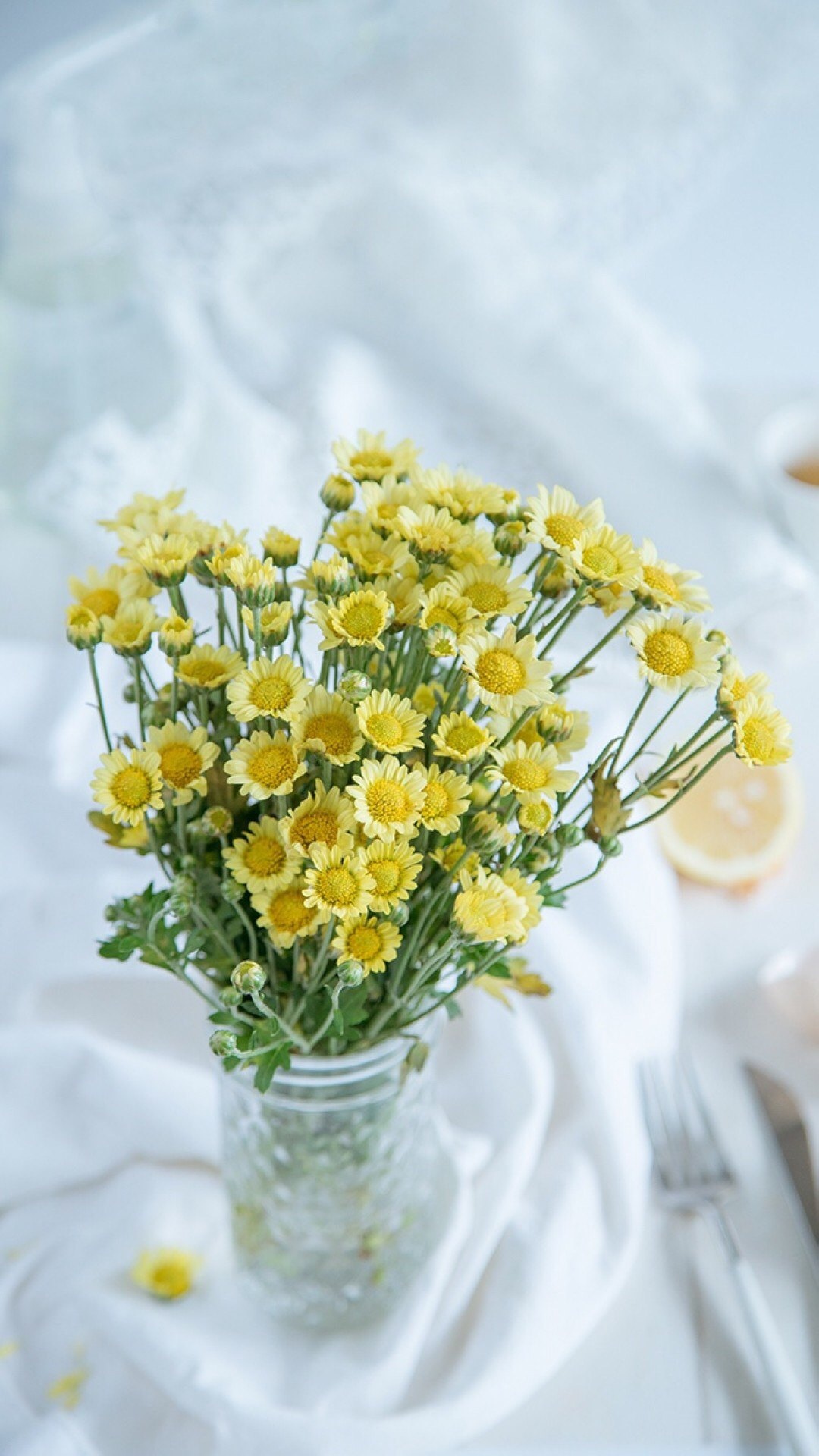 室内盆栽植物小清新写真