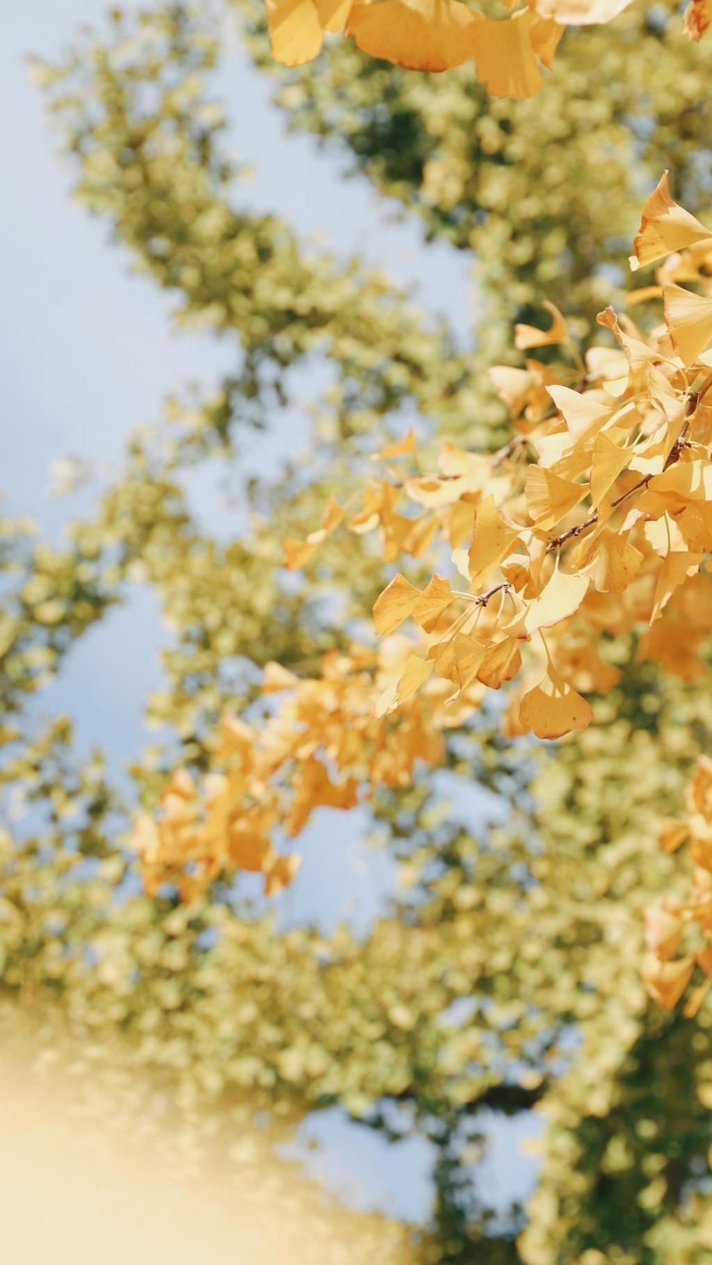 清新银杏唯美文艺暖色系摄影