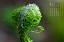 2018年9月绿色小清新植物写真日历