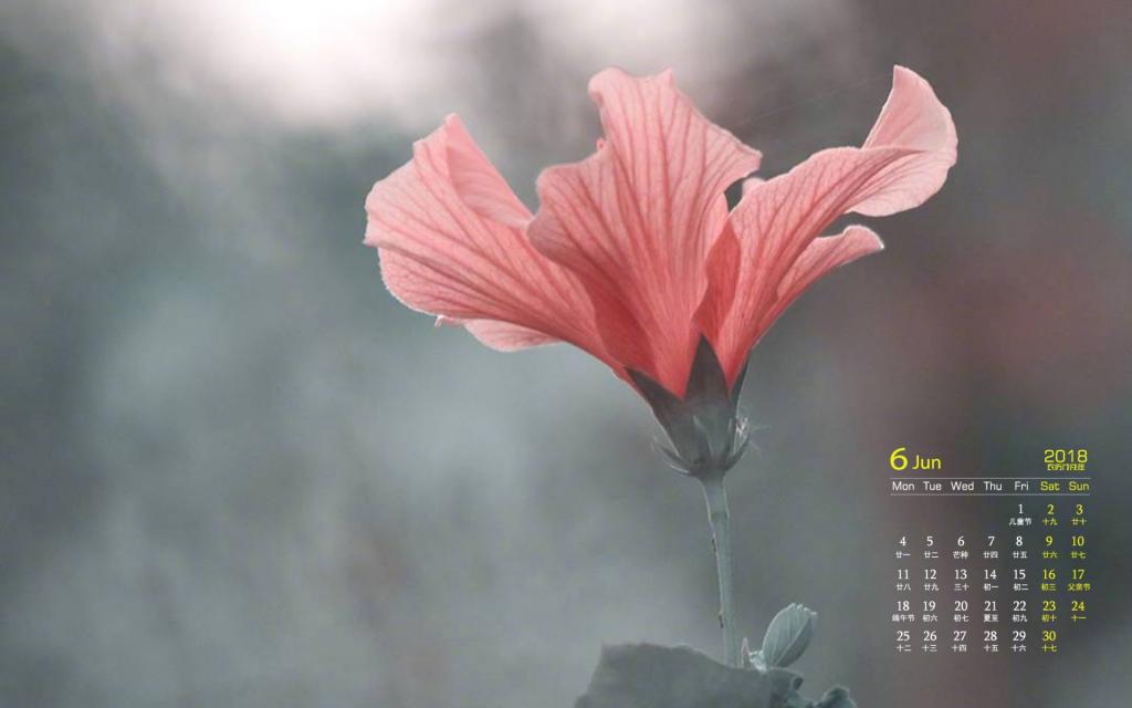 2018年6月小清新唯美花卉日历
