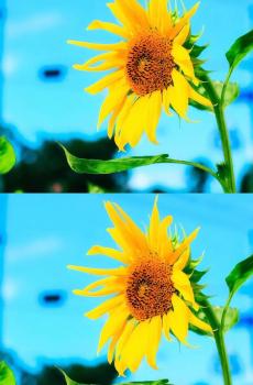 相遇小清新风景拼接图