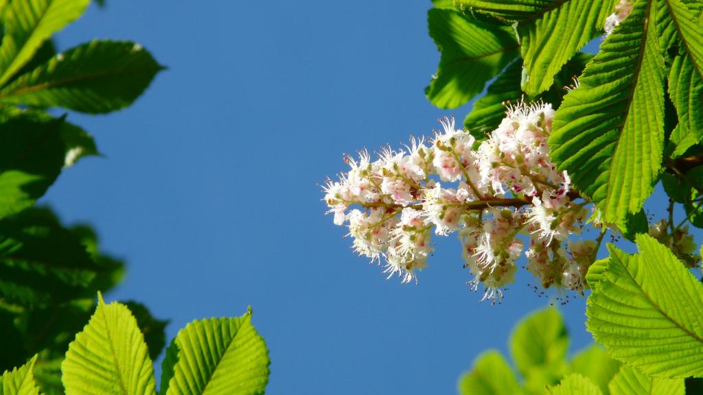 五月七叶树花开