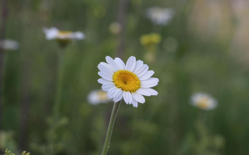 小清新淡雅花朵雏菊特写