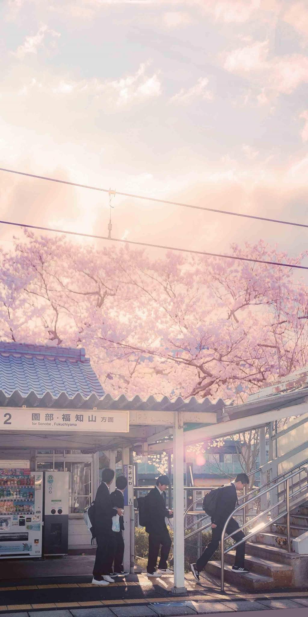 温柔梦幻唯美樱花