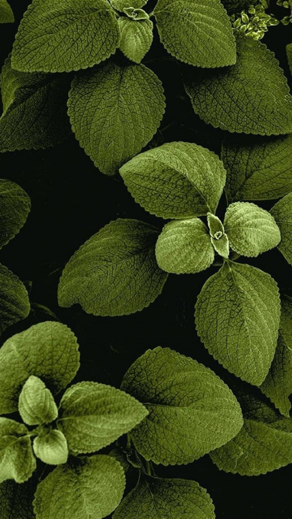 个性树叶创意设计