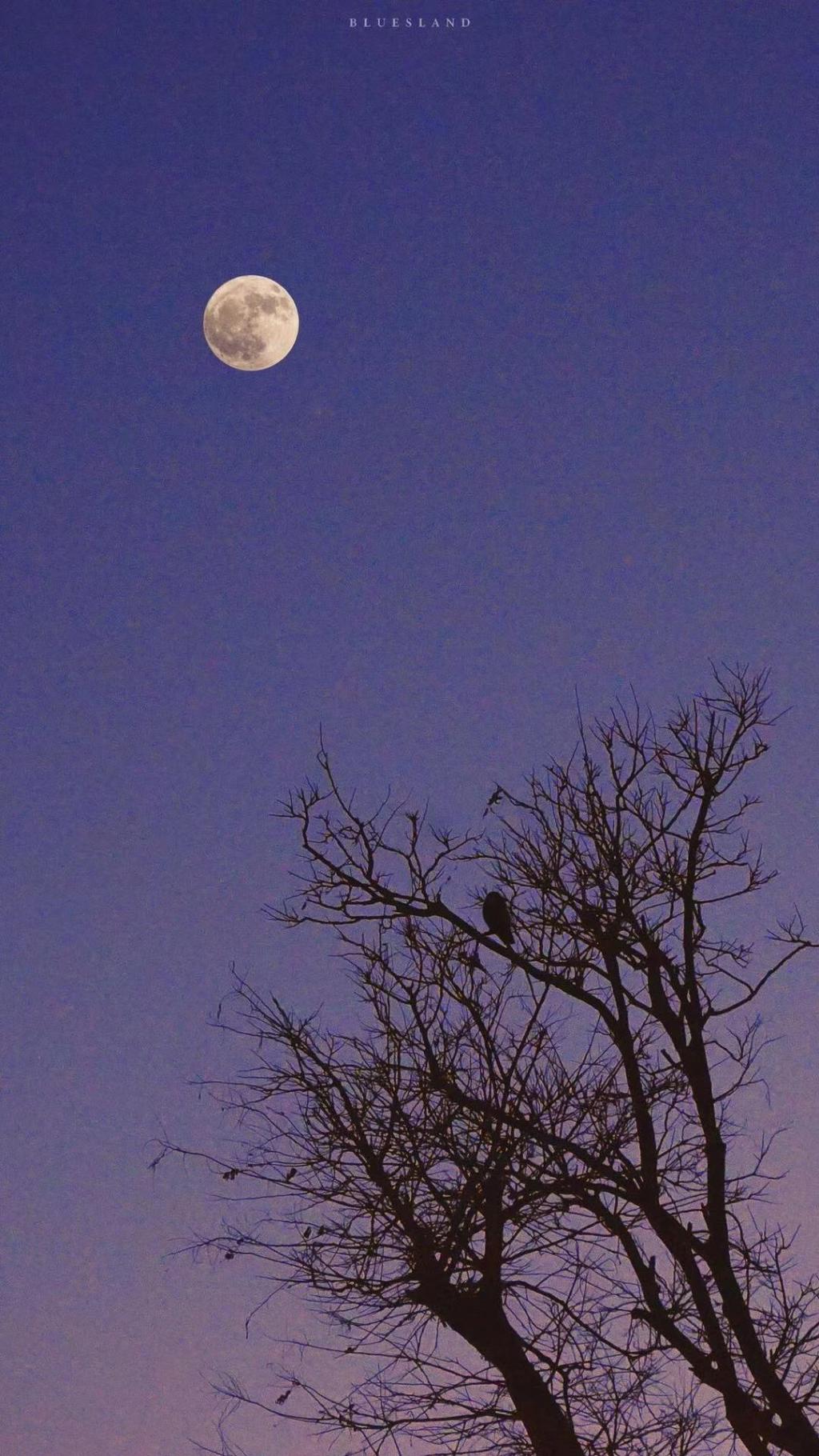 欣赏中秋节圆月