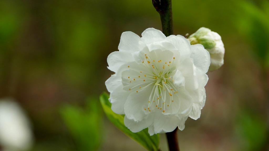 洁白的白碧桃花