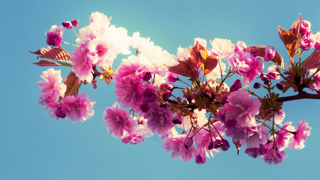 各色各样的娇花