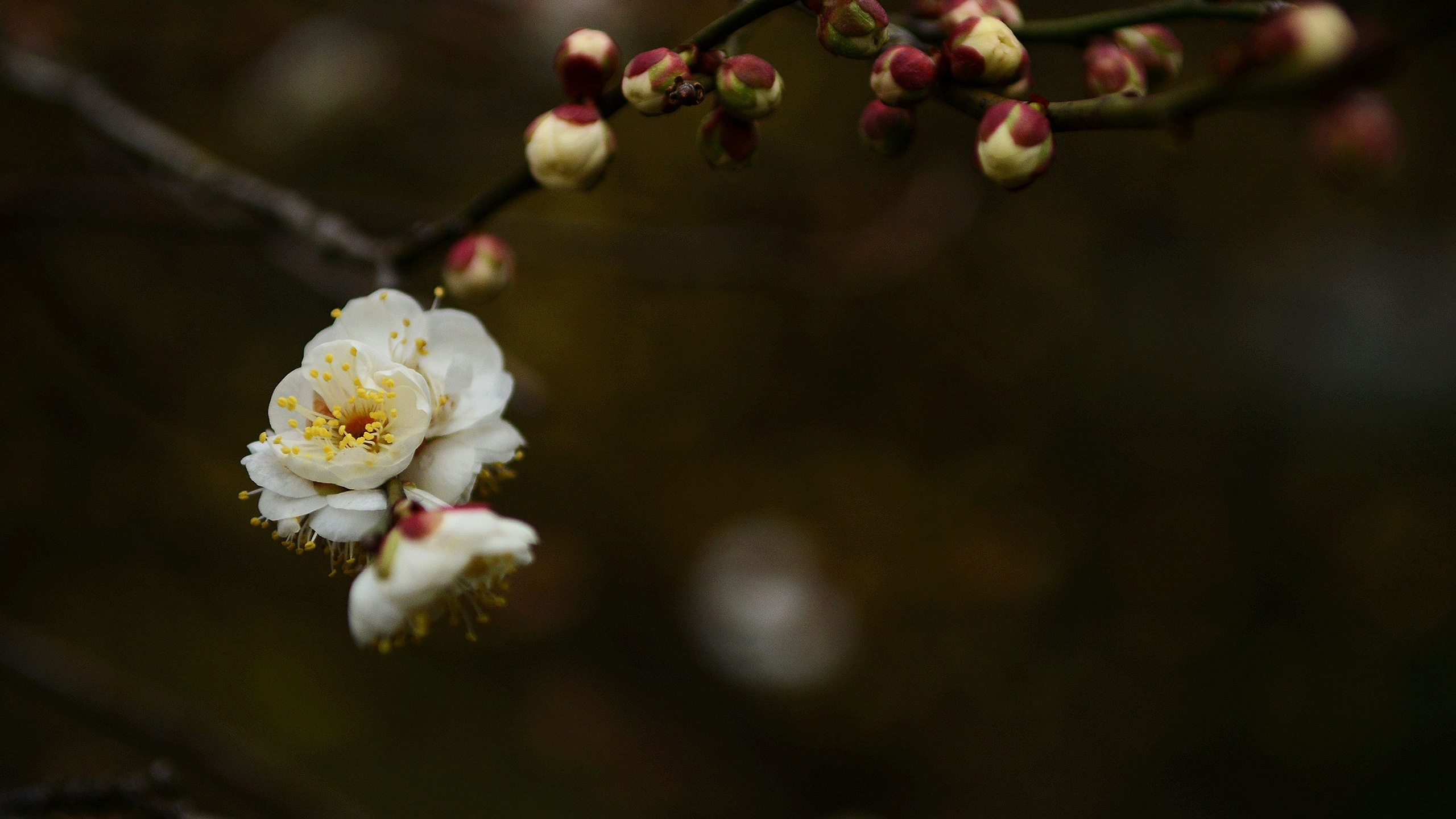 唯美梅花摄影