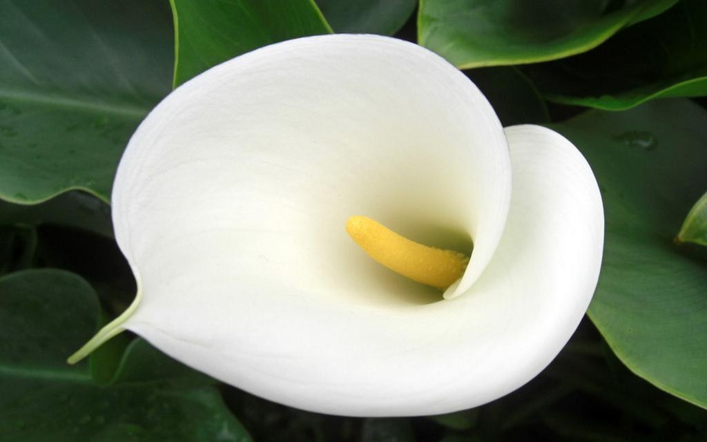 纯洁清新柔美的海芋花语