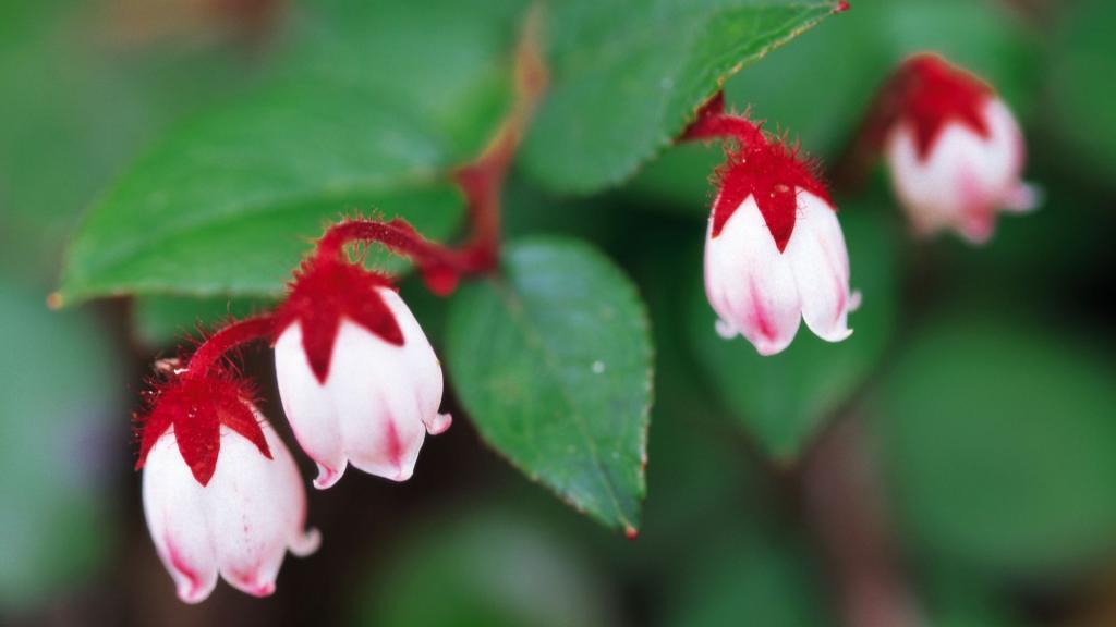 好看的白色野花