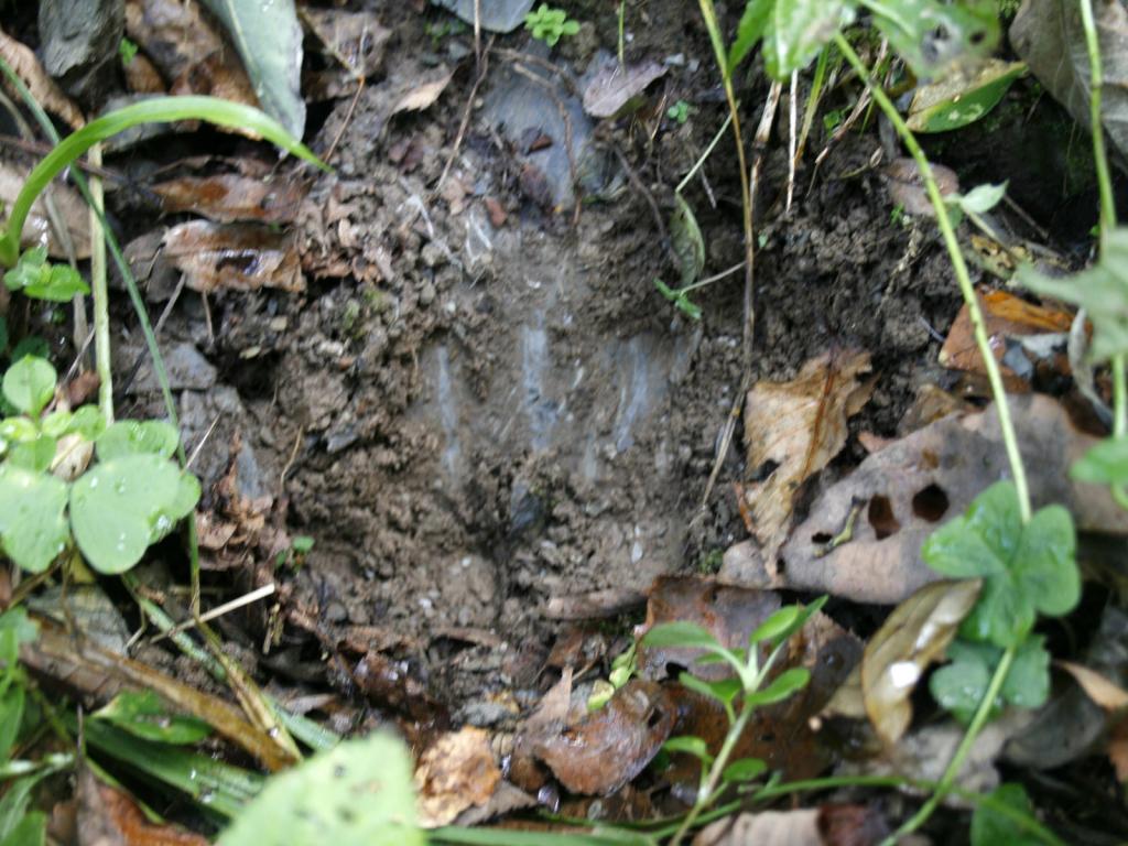 森林中的华南虎