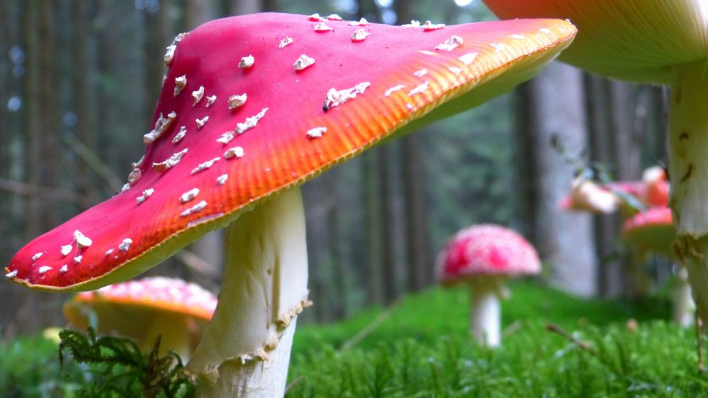 有毒的红色毒蘑菇