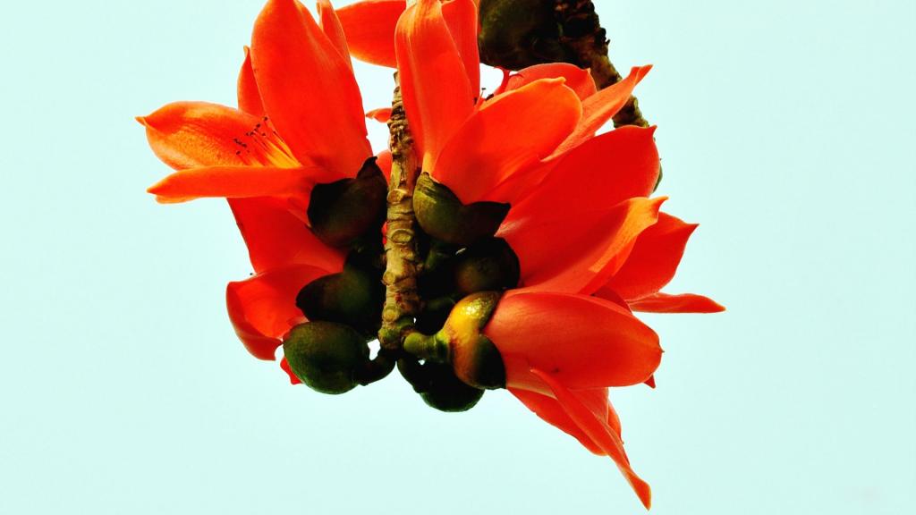 春天里的木棉花