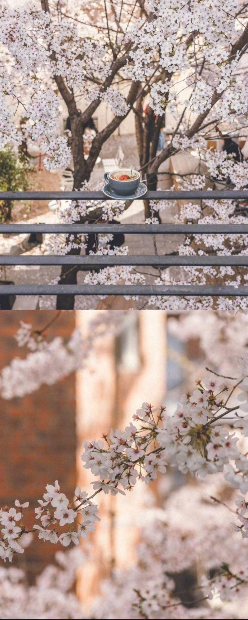 樱花时节小镇日系唯美文艺小清新摄影