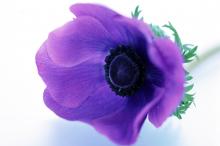 浪漫的鲜花特写