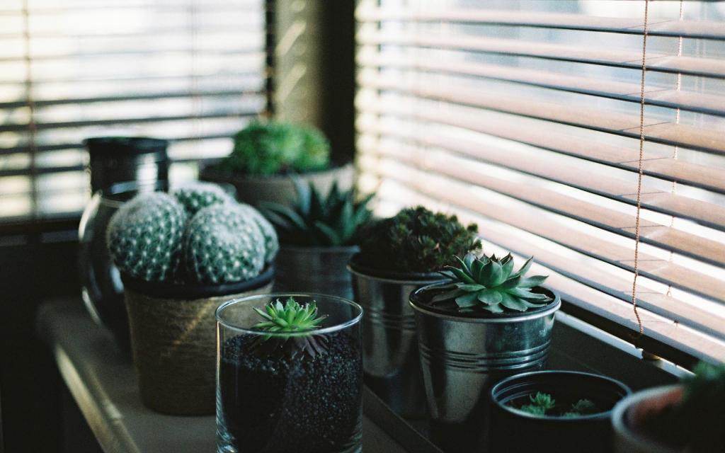 充满艺术感的小仙人掌摆设