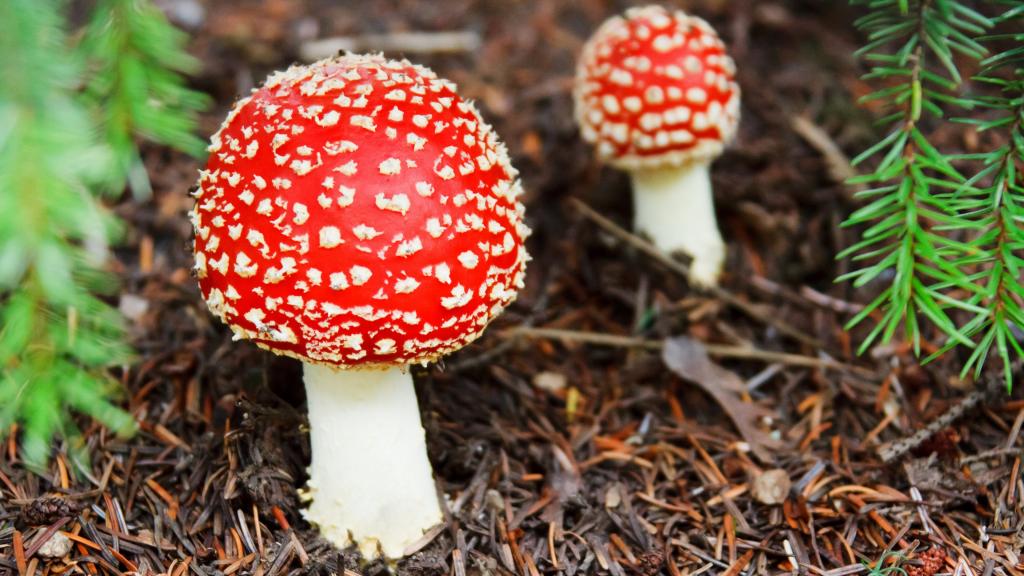 有毒的红色毒蘑菇图片