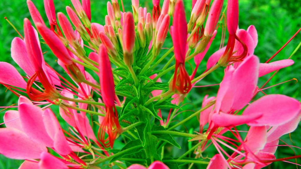 柔美醉蝶花壁纸，喜新厌旧是人的天性，让你常年累月的看着同一款桌面壁纸，难免会产生视觉疲劳，这时换一款新的壁纸是不是你迫切的需要呢？