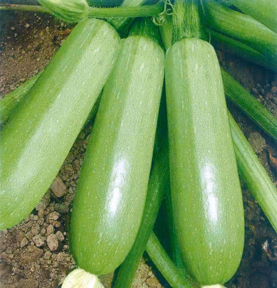 雌雄同株的西葫芦