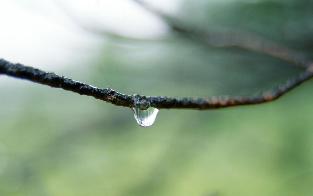 绿色植物之露珠水滴