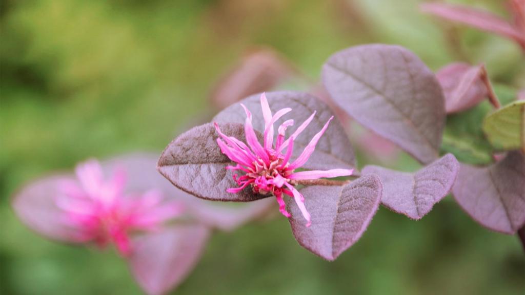 各色各样的娇花