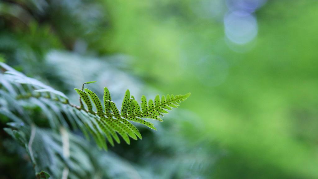 简约小清新植物唯美微距摄影