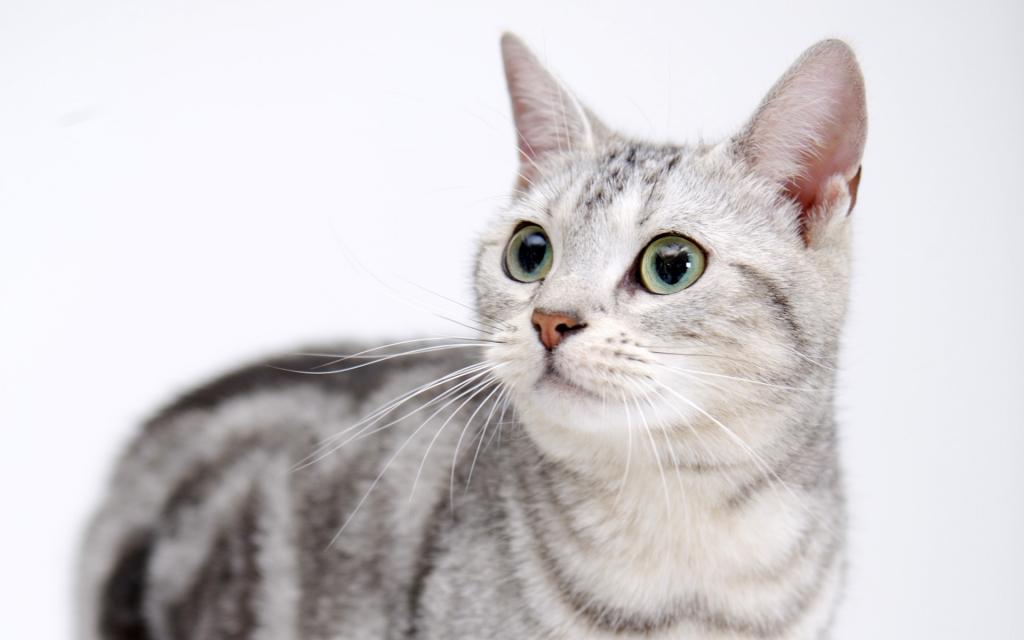 可爱的美国短毛猫写真