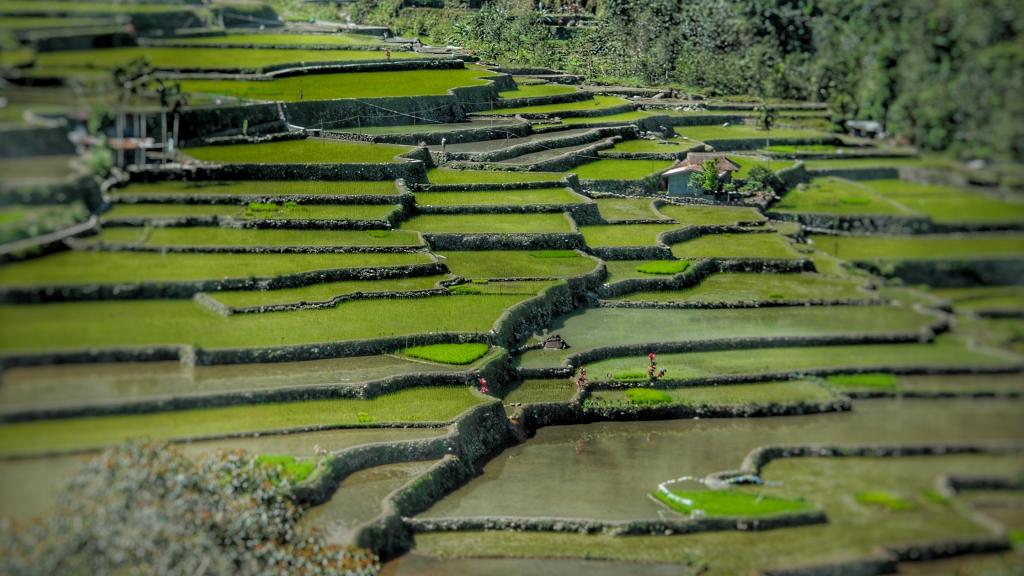 层层叠叠的绿色梯田