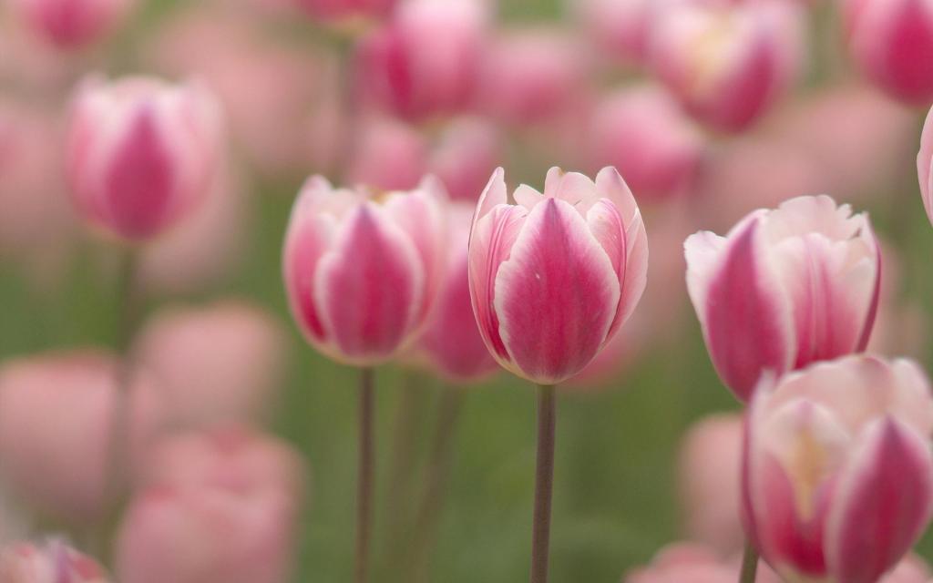 美艳又迷人的粉色郁金香唯美写真