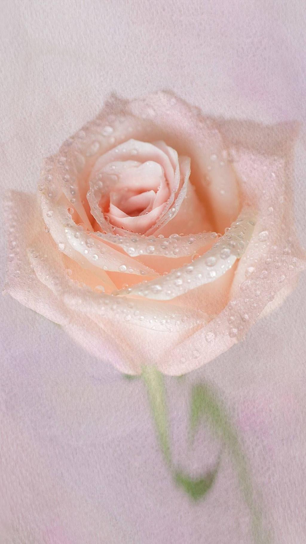 唯美鲜花高清摄影