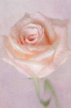 唯美鲜花高清摄影