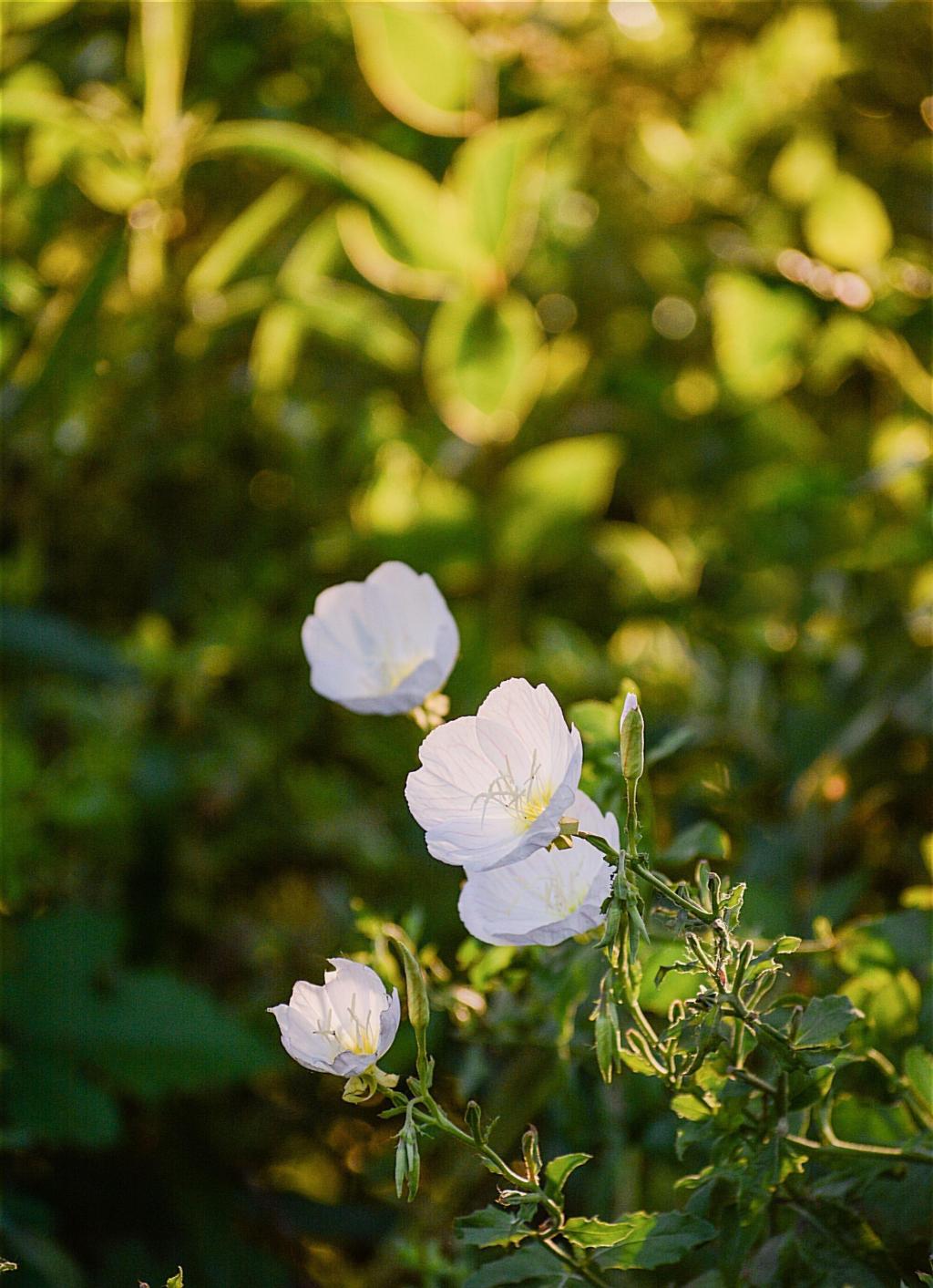 遇见小清新月见草