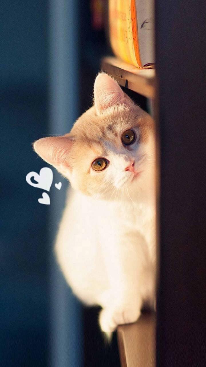 慵懒喵星人午后可爱写真