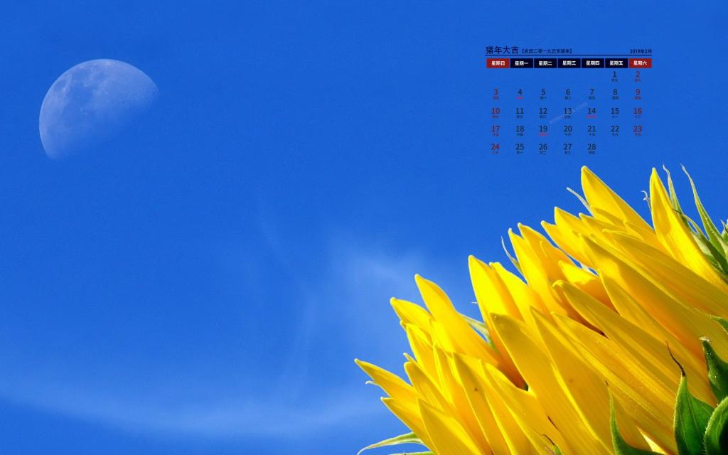 2019年2月盛开在时光里的花朵日历