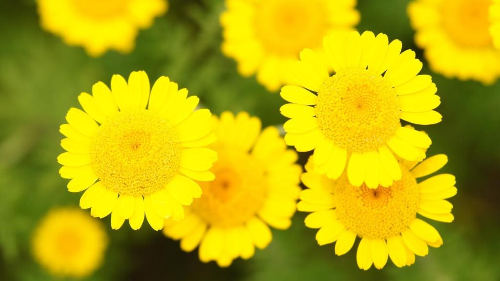 艳丽鲜花多彩微距摄影写真