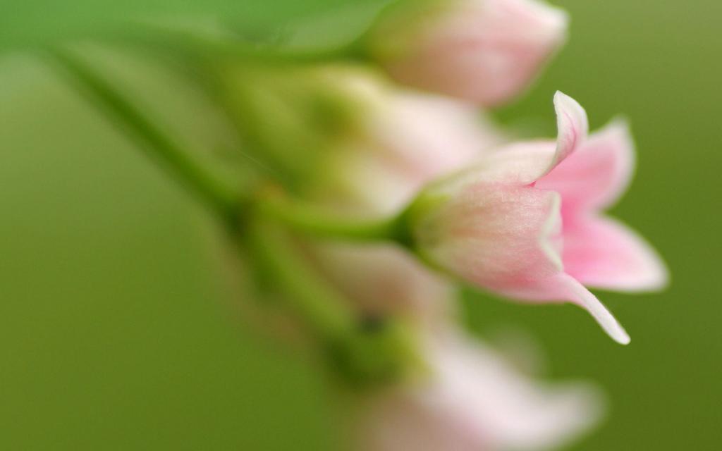 微距高清朦胧花儿